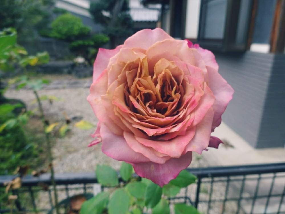 小さな庭の画像 by ☆きらまる☆さん | 小さな庭と極上咲きと薔薇愛同盟と薔薇男子と薔薇に魅せられてとオシャレとB型とバラのある暮らしとおうち園芸と今日の一枚と花のある暮らしとテンション⤴︎とロザリアンとバラを楽しむ