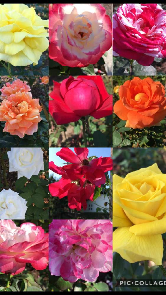 お出かけ先の画像 by 花が好きさん | お出かけ先とバラ園の薔薇といつも笑顔で〜〜♡とキュンキュン乙女倶楽部と白い花好きです♡とみんなが幸せに〜〜♡と薔薇愛同盟とありがとう♡とGSミニモニと花のある世界♡といい感じ♪♪と優しい色合い♡とバラと夢CLUBと小さな庭♡ととても癒される♡とガーデニングと薔薇が好きです♡と花のある暮らしと花が好きです♡♡♡と花の16年組♡とみんなが健康に〜〜♡と赤い花も好き♡