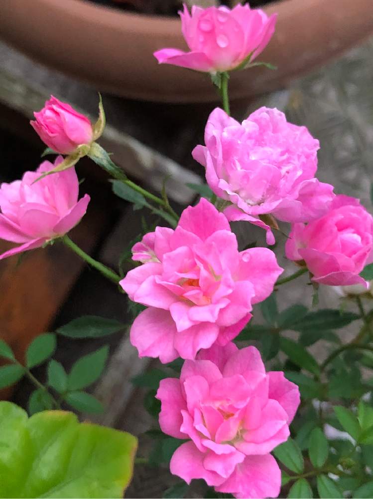バルコニー/ベランダの画像 by 4匹の猫ママさん | バルコニー/ベランダと皆様に感謝します^_^と薔薇^_^と色合いが可愛いと有り難う 花と猫と今日に感謝と花のある暮らしとミニ薔薇ほほえみ^_^