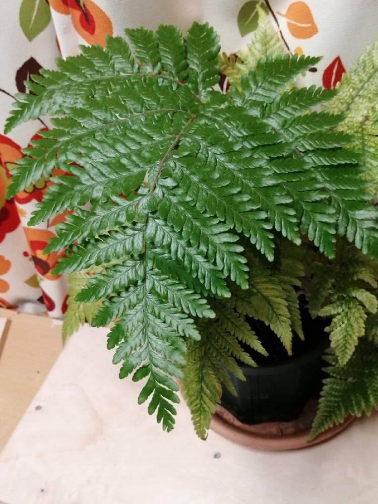 部屋の画像 by 白マジュさん | 部屋とキンモウコウとカツモウイノデと観葉植物とシダ植物と珍しいとGS映え