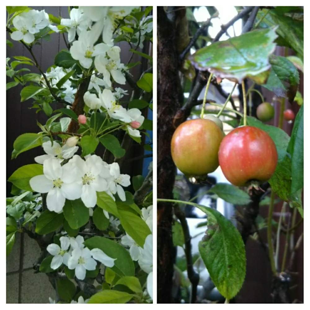 小さな庭の画像 by メンソール2さん | 小さな庭とヒメリンゴとナンテコッターとおうちde菜園とおうち園芸と我が家のベテランと花のある暮らしとしろいはな