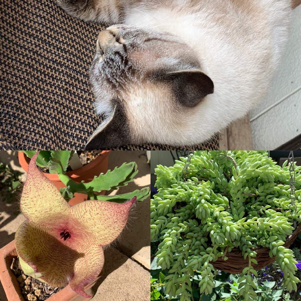 の画像 by モフ子さん | 玉つづりとねことガガイモ科スタペリア属ギガンティアと多肉植物