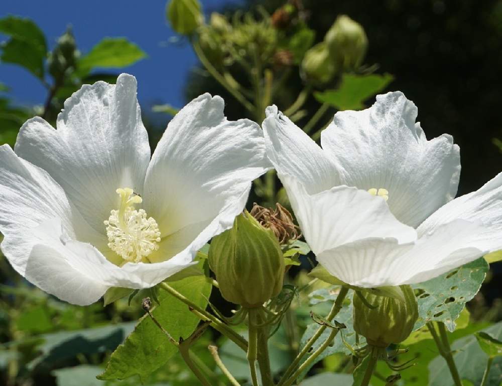 お出かけ先の画像 by 野ニンさん | お出かけ先と令和最初の植物とおうちde菜園とGS映えとおうち園芸とGreenSnapmarcheと花のある暮らしと秋に咲かせた花-園芸ガイド2020とGREEN UP!