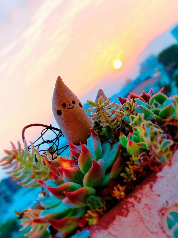 バルコニー/ベランダの画像 by ショーンさん | バルコニー/ベランダと多肉植物とHTCと紅葉する多肉と多肉植物寄せ植えと花の15年組とベランダガーデンとGSミニモニ。と多肉女子と朝日とチーム福岡