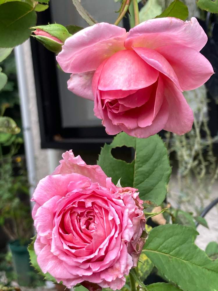 小さな庭の画像 by まぁ!さん | 小さな庭とバラとバラ ビアンヴニュと薔薇に魅せられてとおうち園芸と花のある暮らしと素敵色と秋に咲かせた花-園芸ガイド2020