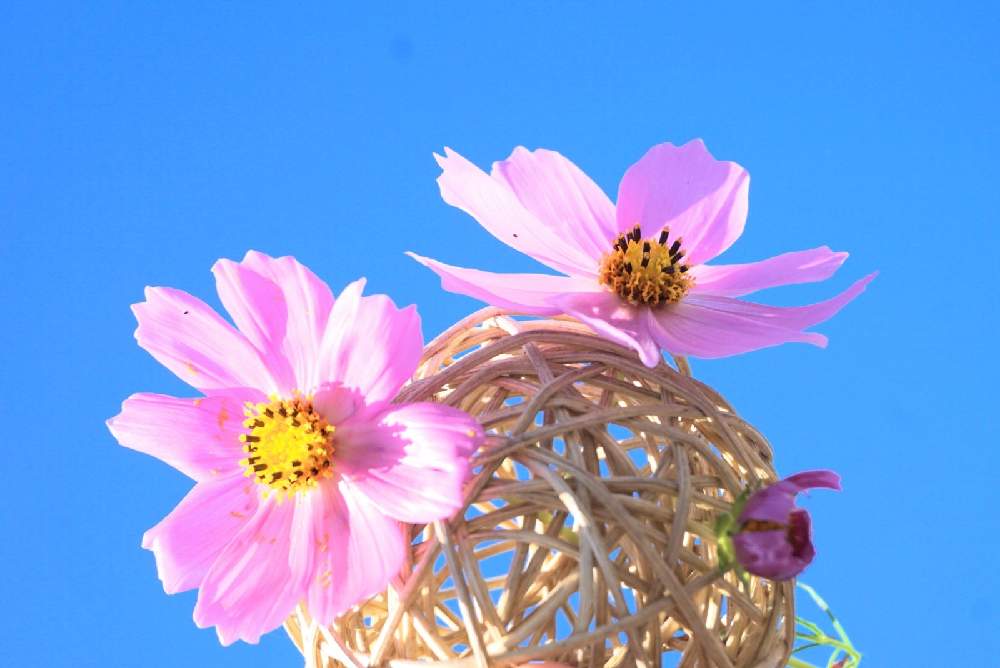 壁/天井の画像 by 野ニンさん | 壁/天井とおうちde菜園とGS映えとGreenSnapmarcheと花のある暮らしと秋に咲かせた花-園芸ガイド2020とGREEN UP!