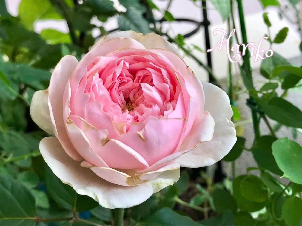 の画像 by nyacoさん | 私のローズガーデンinベランダ♬とばら バラ 薔薇と薔薇愛同盟と水曜ローズショーときらまる印とベランダガーデニングとバラ・切り花品種とバラのある暮らしとベランダガーデンと日本のバラとバラと夢CLUBとバラ マリコとバラが好きとGSでバラ園と薔薇♪とばら 薔薇 バラとバラ・ミニバラとロザリアンとベランダでバラを♬