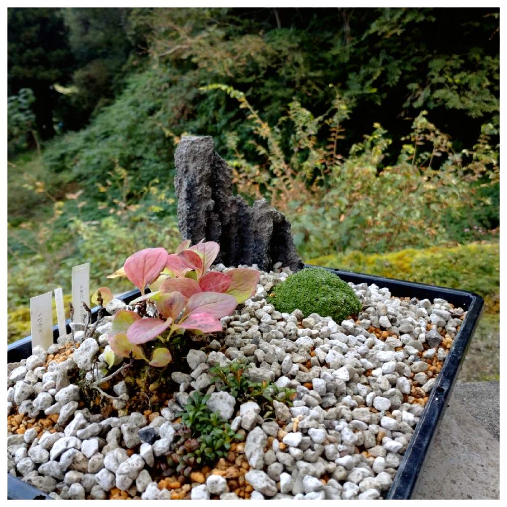 の画像 by やぎ座さん | イワウメとイワツツジとドラバインブリカータと高山植物類と新潟県