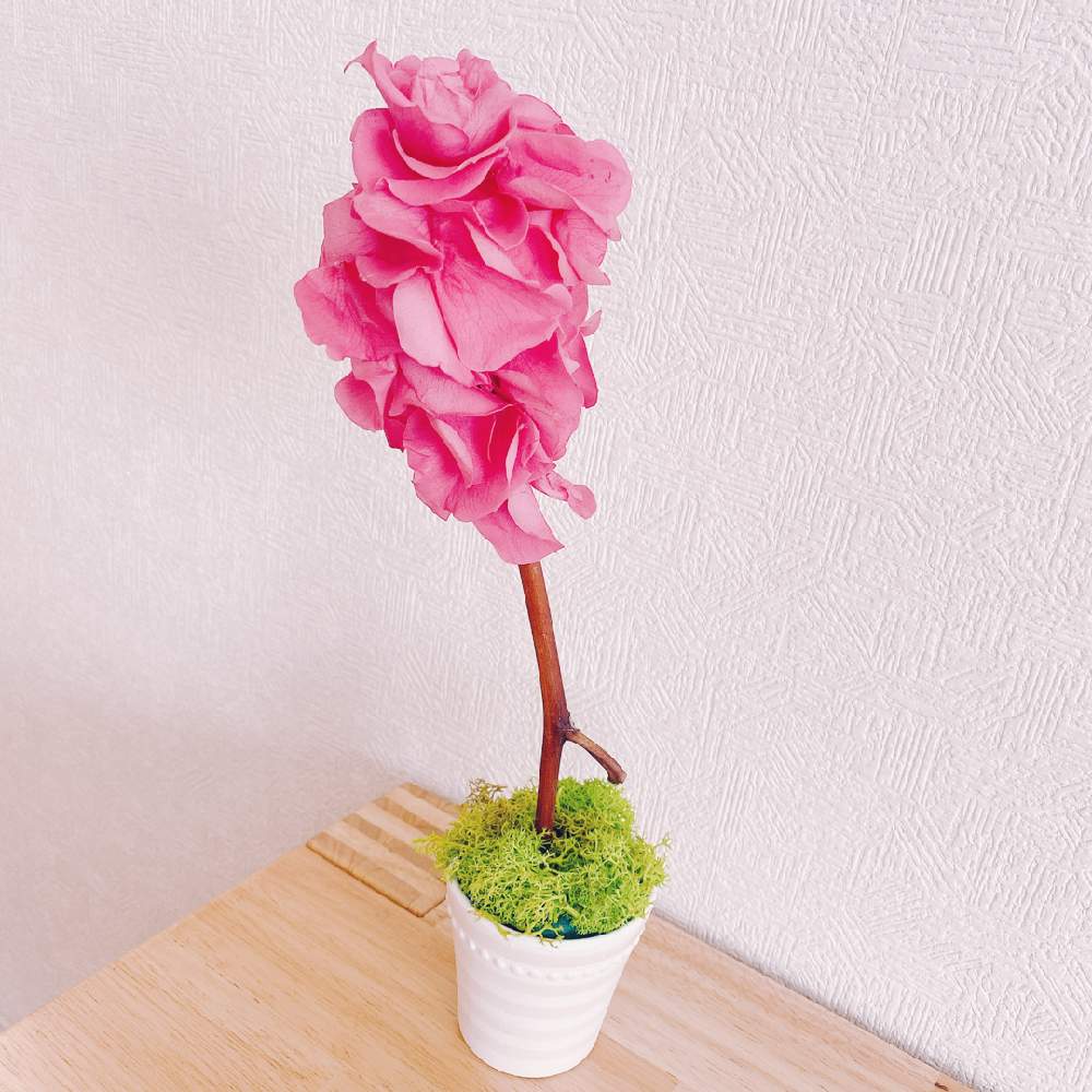 インテリアの画像 by ホエリさん | インテリアとプリザーブドフラワー薔薇とお花大好き♡とおうち園芸と植中毒と今日のお花とGSに感謝。と多肉女子と花のある暮らしとお花屋さんとiPhone撮影