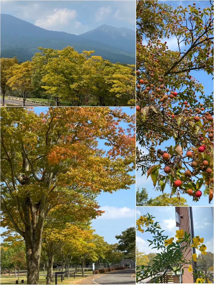 お出かけ先の画像 by ラララさん | お出かけ先とヤマボウシとハナセンナとケヤキ