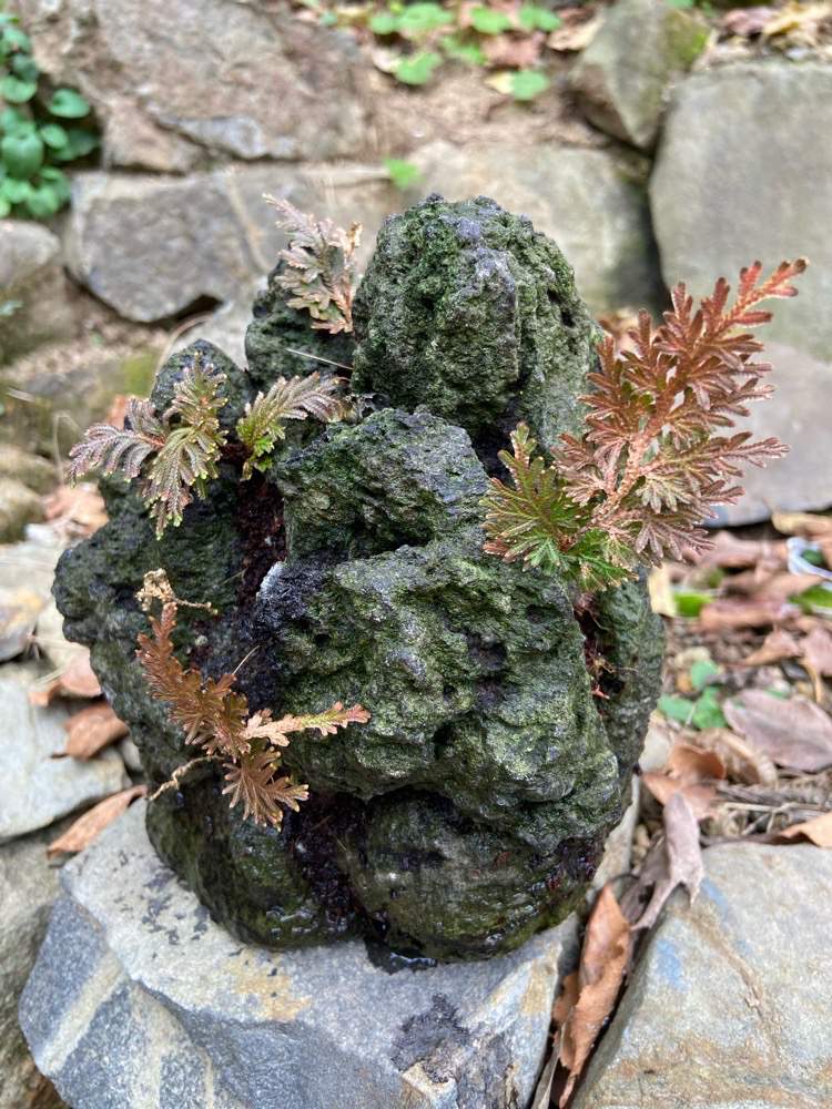 小さな庭の画像 by 白雀さん | 小さな庭と懐かしい風景と石同好会と山野草と和の坪庭とど根性❣️と和の庭と植え替えと石同好会54番ですばいと石の日