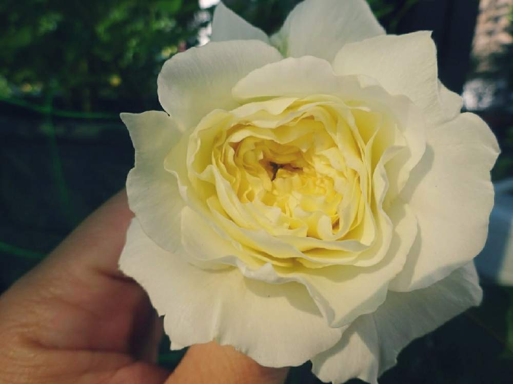小さな庭の画像 by ☆きらまる☆さん | 小さな庭と極上咲きと薔薇愛同盟と薔薇男子と薔薇に魅せられてとオシャレとB型とバラのある暮らしとおうち園芸と今日の一枚ときれいな色とたまらん!と花のある暮らしとnyaco印とテンション⤴︎とロザリアンとバラを楽しむ