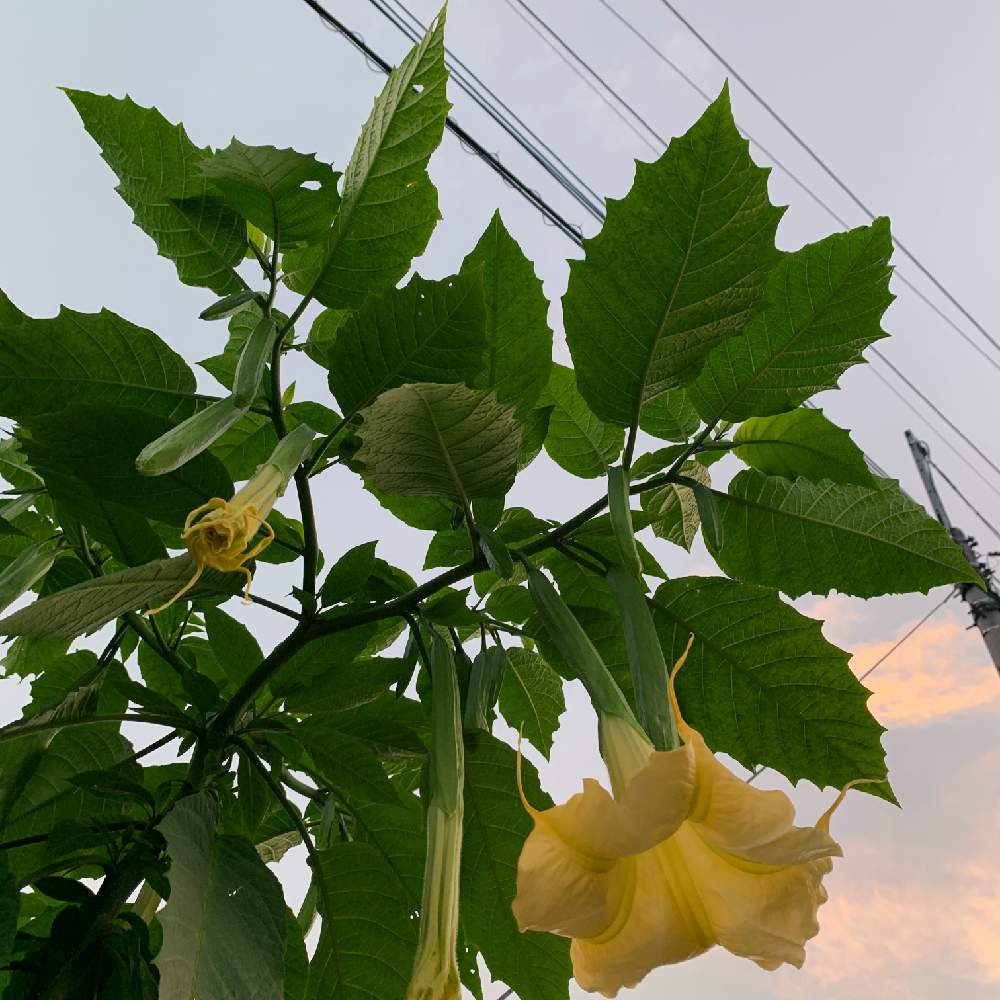 の画像 by ちゃし。さん | 季節の花と他所様のお庭