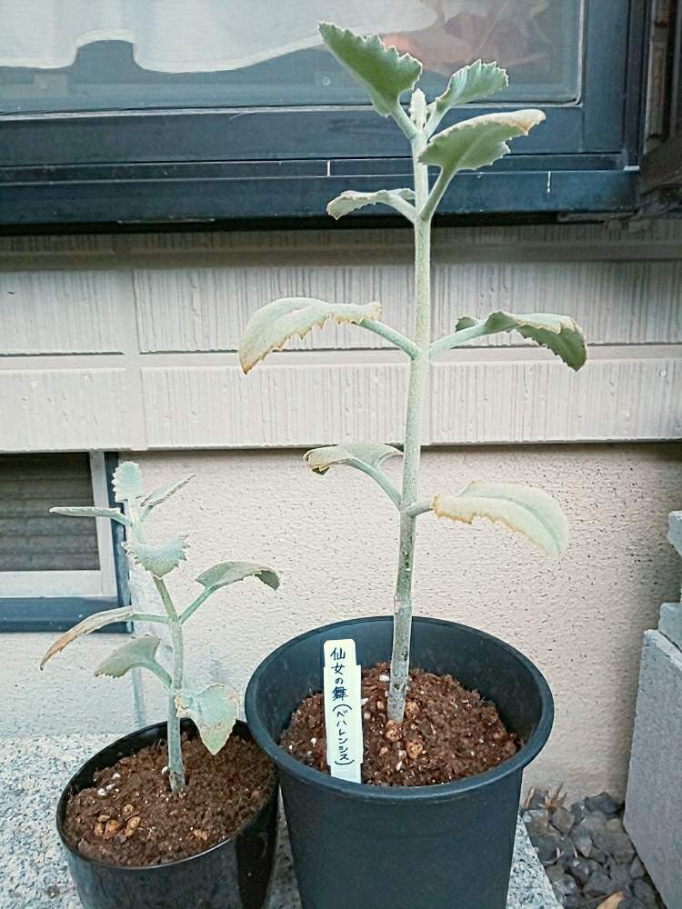 の画像 by ぽてめさん | 仙女の舞と多肉植物とスマホ撮影と葉っぱとのびのびとベハレンシスと多肉女子と鉢植えとカランコエ属とベンケイソウ科