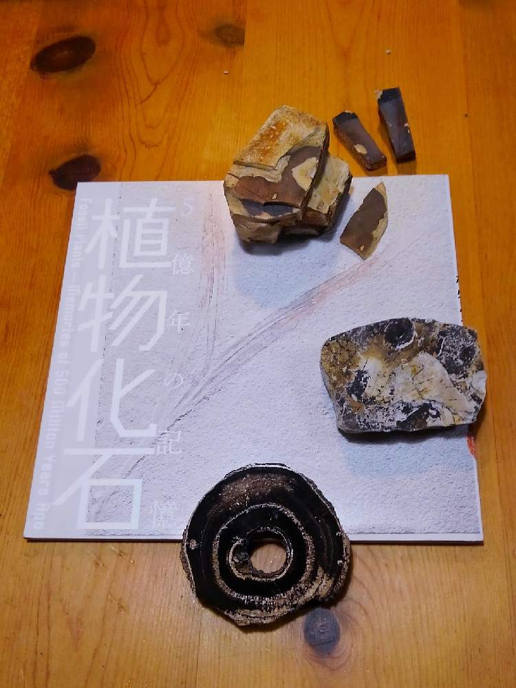 部屋の画像 by HIDEさん | 部屋とパイン材のテーブルと植物化石と新型コロナウィルスに負けるなと寝落ち倶楽部と石の日と書籍&雑貨と石同好会