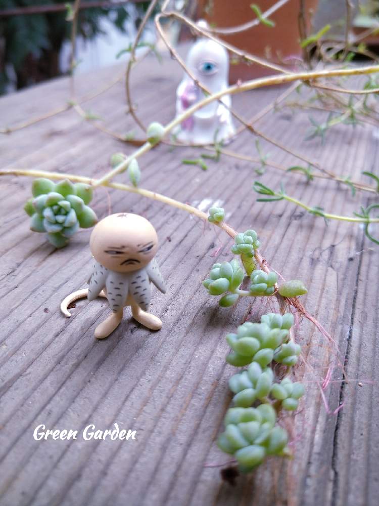 小さな庭の画像 by GreenGardenさん | 小さな庭と多肉植物と プロリフェラと今日の一枚とひとつめちゃんと多肉好きと雑貨小物とツチグリ坊や
