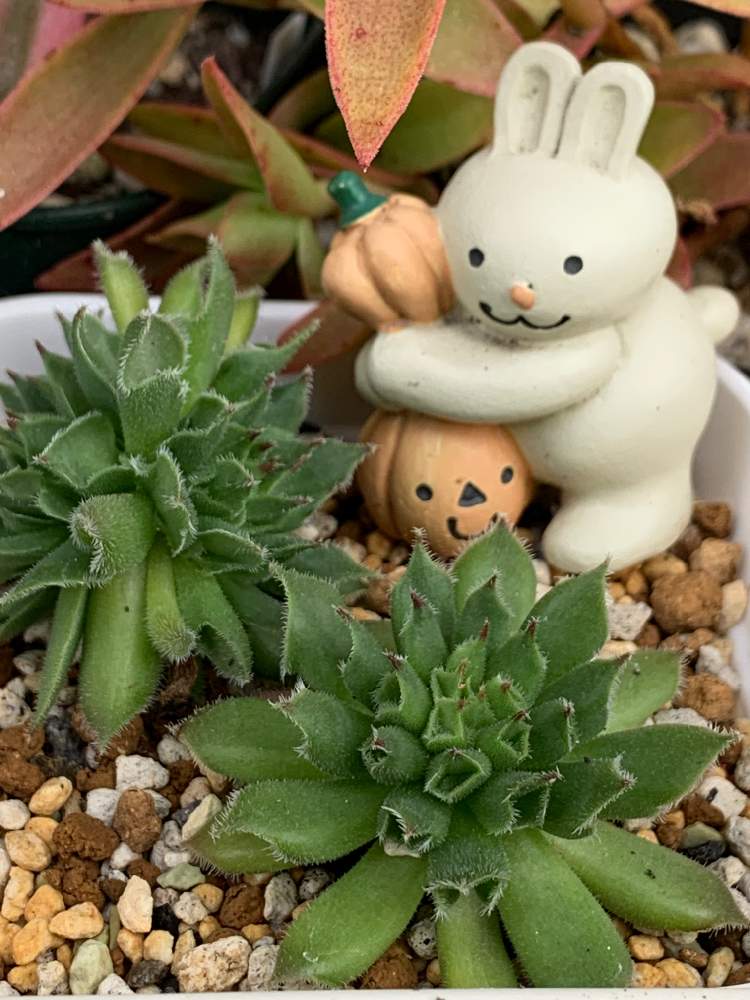 バルコニー/ベランダの画像 by lovely rose***さん | バルコニー/ベランダと多肉植物と元気に育ちますようにと多肉ちゃんと愉快な仲間たちと可愛い❤とセンペルビウム属と緑のある暮らしとセンペル 百恵と可愛い赤ちゃんと多肉生活と 百恵