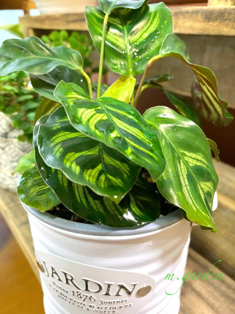 部屋の画像 by m.gardenさん | 部屋とカラテアとカラテア マコヤナと観葉植物と葉物とおうち園芸