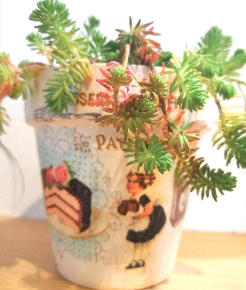 部屋の画像 by ねろりさん | 部屋と薄雪万年草と多肉植物と多肉ちゃんと植中毒と多肉主婦とリメ鉢と多肉女子とセダム好きとタニラーとリメイク鉢とバルコニスト
