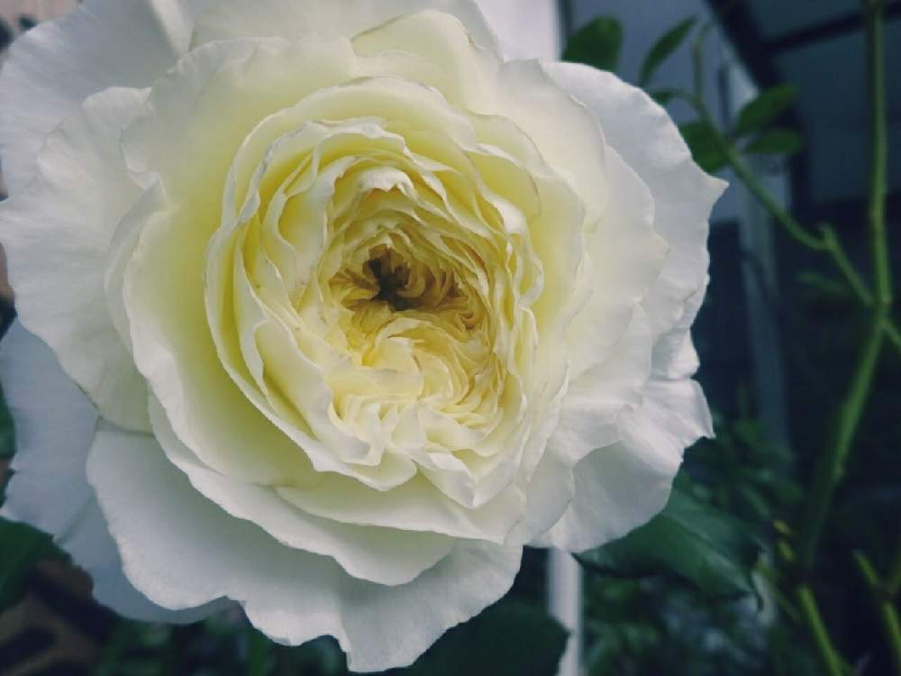 小さな庭の画像 by ☆きらまる☆さん | 小さな庭と極上咲きと薔薇愛同盟と薔薇男子と薔薇に魅せられてとオシャレとB型とバラのある暮らしとおうち園芸と今日の一枚ときれいな色とたまらん!と花のある暮らしとnyaco印とテンション⤴︎とロザリアンとバラを楽しむ