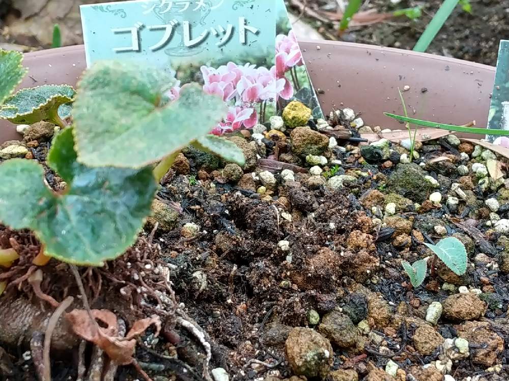 小さな庭の画像 by flower&skyさん | 小さな庭とガーデンシクラメンとピンクの花と種まきから育てるとおうち園芸と花のある暮らしと球根植物