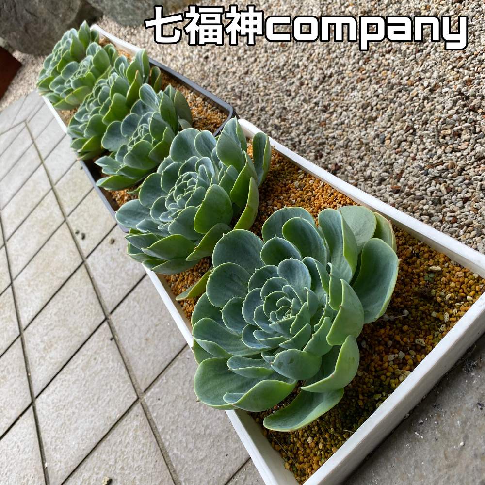 の画像 by かぢゅさん | 七福神と七福神company関東支部とwelcome多肉と神奈川タニラーと雨ざらしとおうち園芸と多肉沼にどっぷり浸かり中と多肉女子と初心者タニラーとかぢゅ福神と再生多肉と僕を忘れないでね!と七福神company