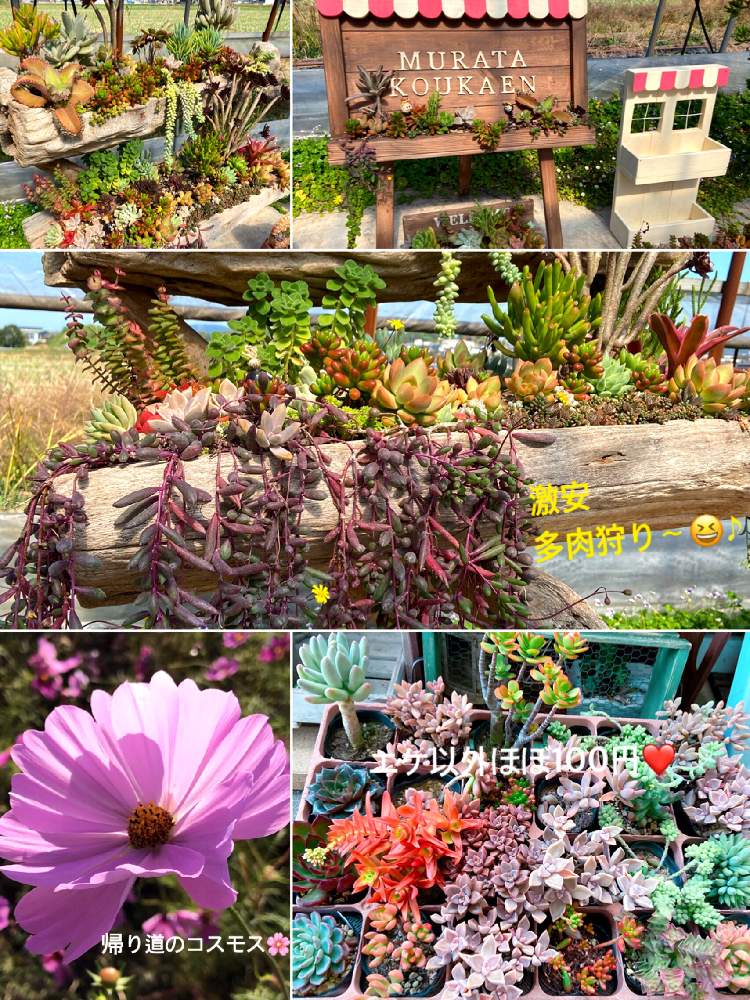 お出かけ先の画像 by ショーンさん | お出かけ先と多肉植物とHTCと癒やしと紅葉する多肉と花の15年組とGSミニモニ。と多肉女子とチーム福岡と多肉狩りと村田耕花園