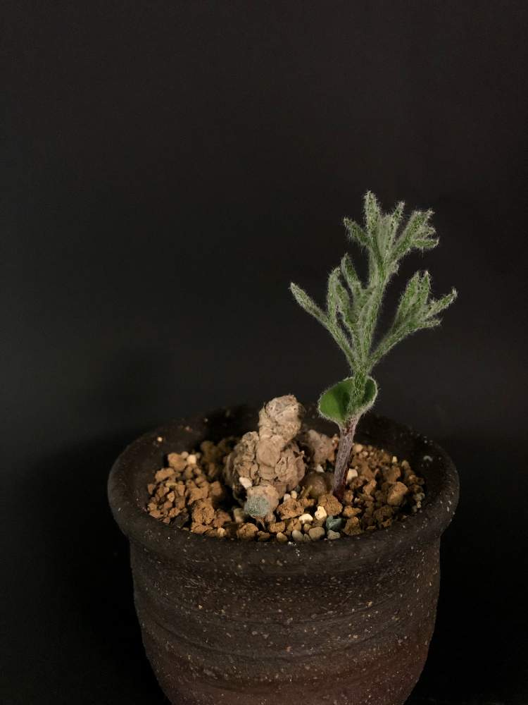 バルコニー/ベランダの画像 by hittyyさん | バルコニー/ベランダとふわふわと植物のある暮らしともけもけと付属器とエリオスペルマムドレゲイとドレゲイとエリオスペルマムと球根植物と緑大好き❤とバルコニスト