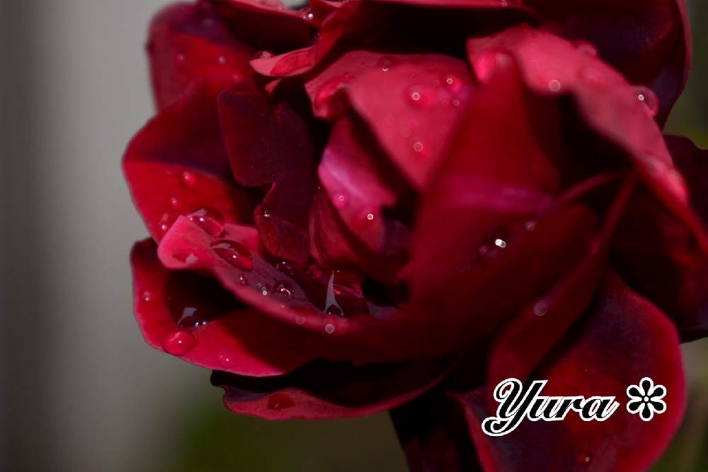 小さな庭の画像 by ゆらさん | 小さな庭とフランシス・デュブリュイと薔薇♪とバラ*フランシス・デュブリュイと今日も元気に♪とおうち園芸とゆら*バラ