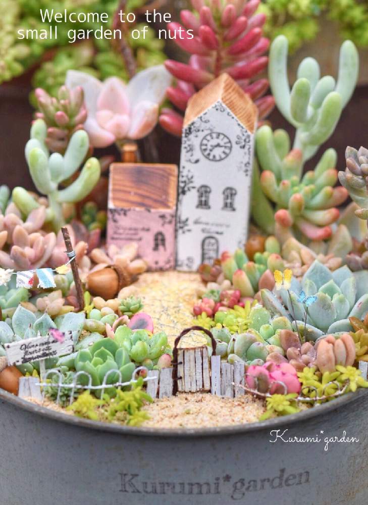 の画像 by くるみ*さん | どんぐりとオーロラとアラントイデスと多肉植物 寄せ植えと箱庭と箱庭 多肉植物と木の実たちと多肉植物とミニチュアガーデンと箱庭作りと木の実と多肉とくるみガーデンの物語と多肉箱庭と洗濯物のゆれる箱庭とイベントとお誘いとミニチュアと横浜と多肉植物寄せ植えと多肉植物のある暮らしと小さな世界の物語と個展とくるみガーデンと小さな小さな庭と小さな世界とKurumi*gardenと繋がりに感謝✨とミニミニハウス