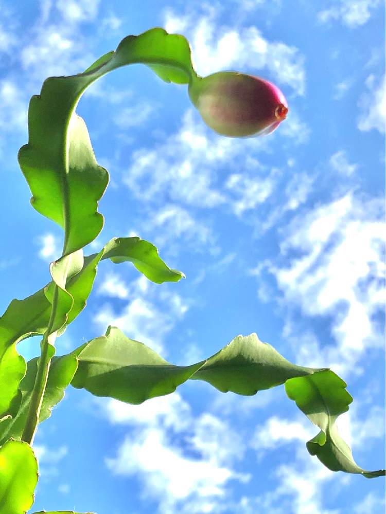 窓辺の画像 by たえたえさん | 窓辺と植物のある暮らしとGS映えとGS日和と植中毒と ドラゴンフルーツと花のある暮らしと青空の下