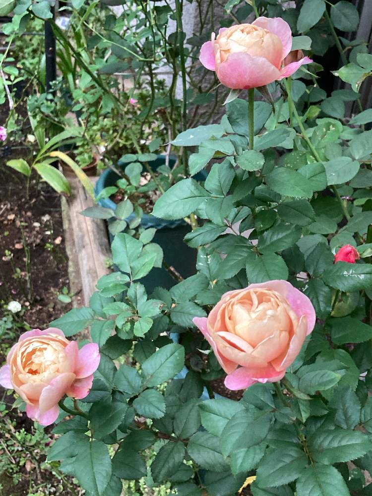小さな庭の画像 by まぁ!さん | 小さな庭とバラとディスタント・ドラムスと薔薇に魅せられてとおうち園芸と花のある暮らしと素敵色と秋に咲かせた花-園芸ガイド2020