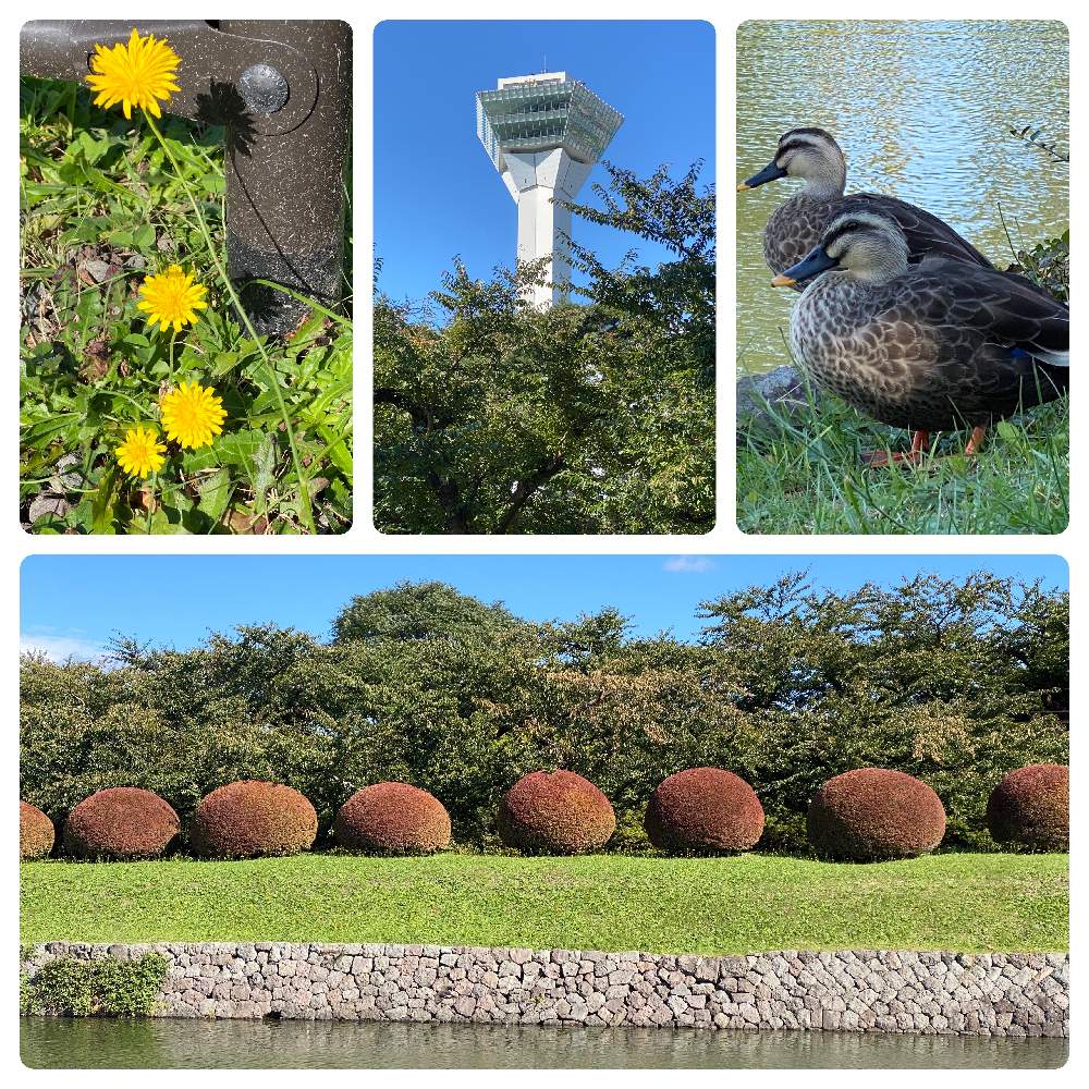 お出かけ先の画像 by ねねにゃんさん | お出かけ先とたんぽぽと函館五稜郭公園