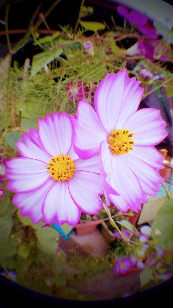 広い庭の画像 by *TOTOROGAO*2ndさん | 広い庭と好き✨コスモス☆と#お花好き✨と森の Powerと野あざみとおうちde菜園と自然と 共にと# スマホ写真と# 私の 好きな 花 ☆と青い空✨心の色☆とおうち園芸と大地✨地球上☆生命体と# 山野草とトトロの山野草✨八ヶ岳とcan doとエールとガーデニングと花のある暮らしと庭からの 花便りと#写真好き