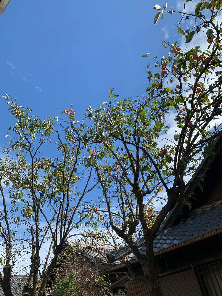 の画像 by リトルクローバーさん | 庭の柿の木と澄んだ青空とコロナウイルスに負けるな‼とあきとチーム愛知と青空