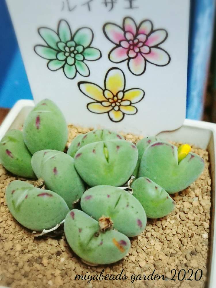 部屋の画像 by みやさん | 部屋とコノフィツム ルイザエと多肉植物と多肉の花と多肉の手入れと朝の日課と多肉の管理と初心者の多肉植物