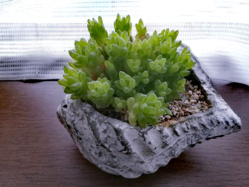 窓辺の画像 by Tomさん | 窓辺とハオルチアと多肉植物とハオルチア属とハオルシア属 と軟葉系ハオルチアとツルボラン科と群生