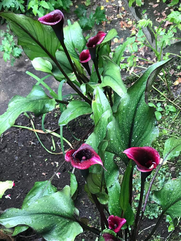 小さな庭の画像 by まぁ!さん | 小さな庭とカラーと黒色の植物フォトコン-2020とおうち園芸とカラー メモリーズブラックと花のある暮らしと素敵色