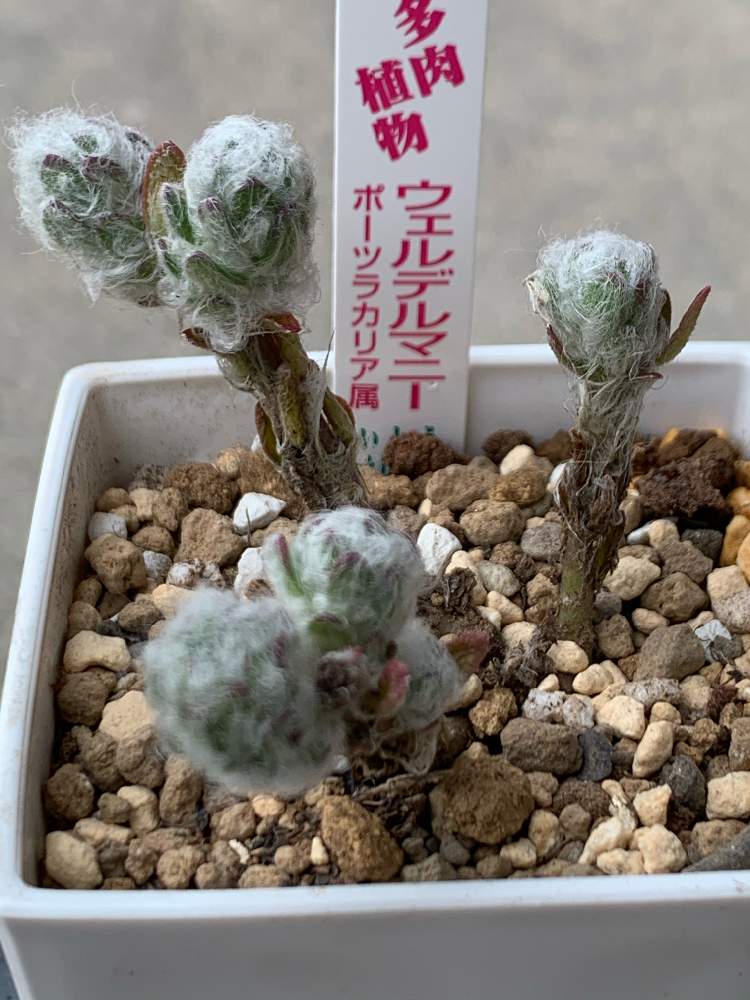 小さな庭の画像 by まんまるはなさん | 小さな庭と癒し☆とにわと植中毒と大きく育ってねとタニラーとポーチュラカ ウェルデルマニー☆と花のある暮らしと可愛らしいとポーチュラカ属とポーツラカリア?