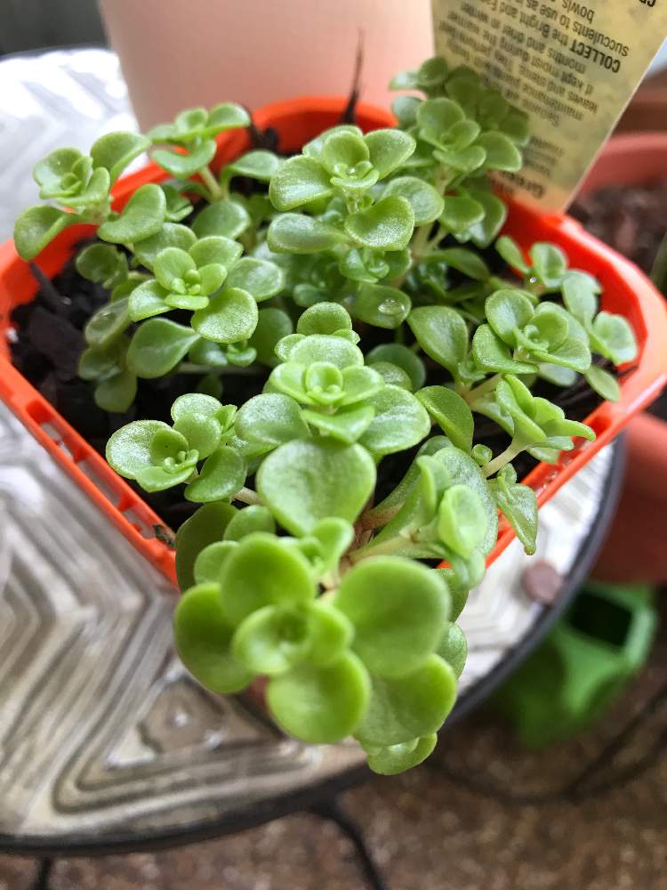 の画像 by 流水さん | Sedum green mound