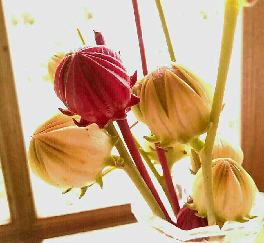お出かけ先の画像 by ⭐CB1⭐さん | お出かけ先とハイビスカスローゼルとハイビスカス ローゼルと兎に角ゴイス❗と『実』と言えば・・・と植物と言えば・・・とGS映えと屋敷住まいとその後・・・と⭐ cheers⭐とbreakfast, lunch, teatime and supperと魔除け用とgreen & tea timeとGSアダルトチームとGSアダルト チーム