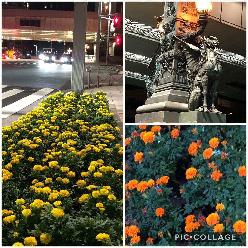 お出かけ先の画像 by coolpeechanさん | お出かけ先とマリーゴールドとフレンチマリーゴールドと国道沿いと国・重要文化財と道路脇と日本橋と花の癒しと和むと歴史を感じるとありがと〜❤