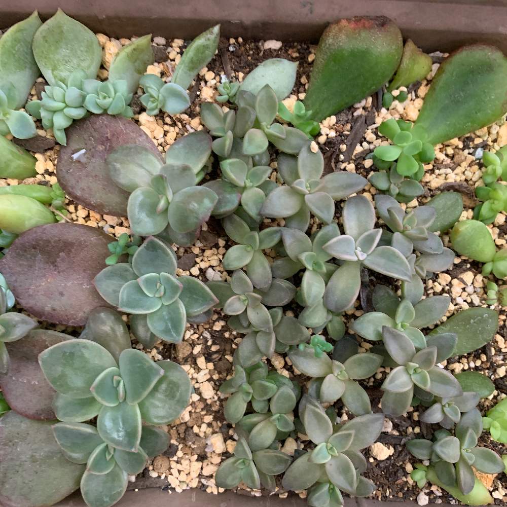 の画像 by ちゃし。さん | バイネシーと多肉植物とおうち園芸