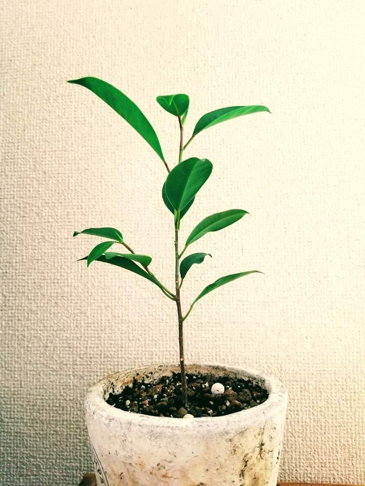 の画像 by シロネコさん | ガジュマルと観葉植物とみどりのある暮らし