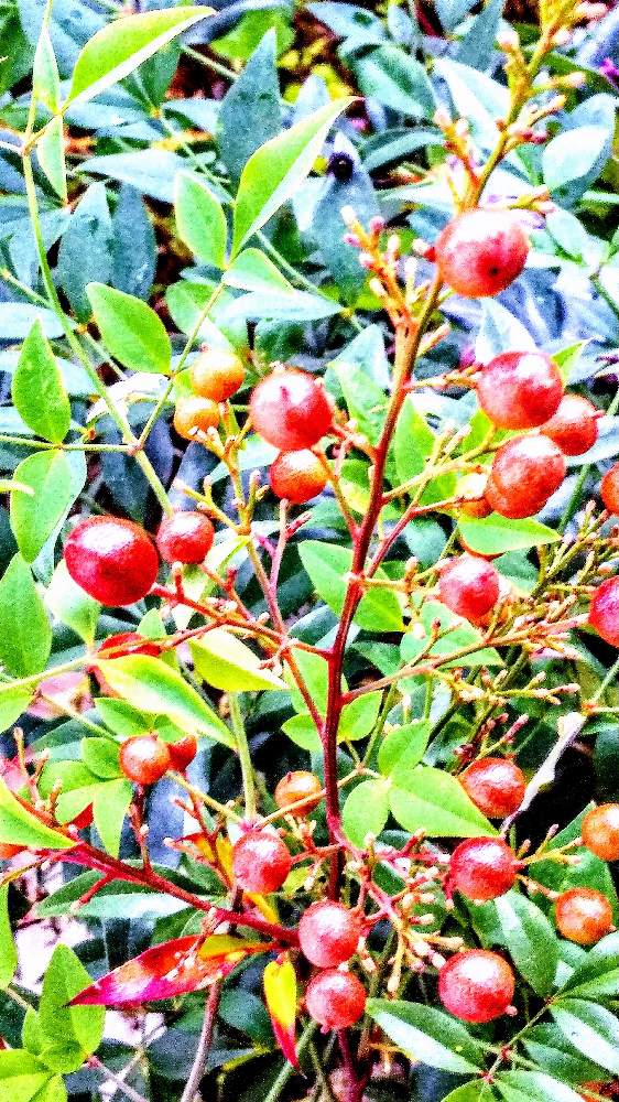 広い庭の画像 by *TOTOROGAO*2ndさん | 広い庭と南天☆紅い 実✨と#お花好き✨と森の Powerと野あざみと私に、出来る ささやかな 想いとおうちde菜園と自然と 共にと# スマホ写真と# 私の 好きな 花 ☆と青い空✨心の色☆と大地✨地球上☆生命体と# 山野草とトトロの山野草✨八ヶ岳とcan doとエールとガーデニングと素敵な仲間たちと花のある暮らしと庭からの 花便りと#写真好き