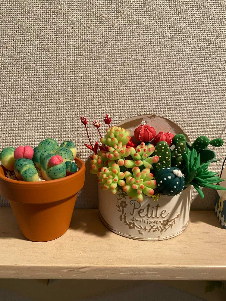 部屋の画像 by まるぞう♪さん | 部屋とone for all all for oneと素敵便♡*。と多肉大好きとまるぞう♪の図鑑とガンバレ!とLove & PeaceとGSユーザーさんに感謝とフェイク多肉と癒し…♡と花のある暮らしといいね、コメントいつもありがとうございます。と植物は友だちとこの色、大好き❤