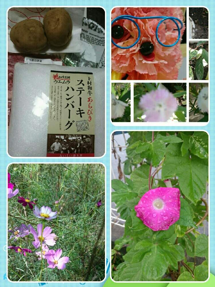 お出かけ先の画像 by YUUKO☆さん | お出かけ先と医療・介護の皆様に感謝と新型コロナウィルスの終息を願いますとコロナ退散とあさがお☆とおうち園芸とピンク系朝顔となでしこ 撫子 ナデシコ