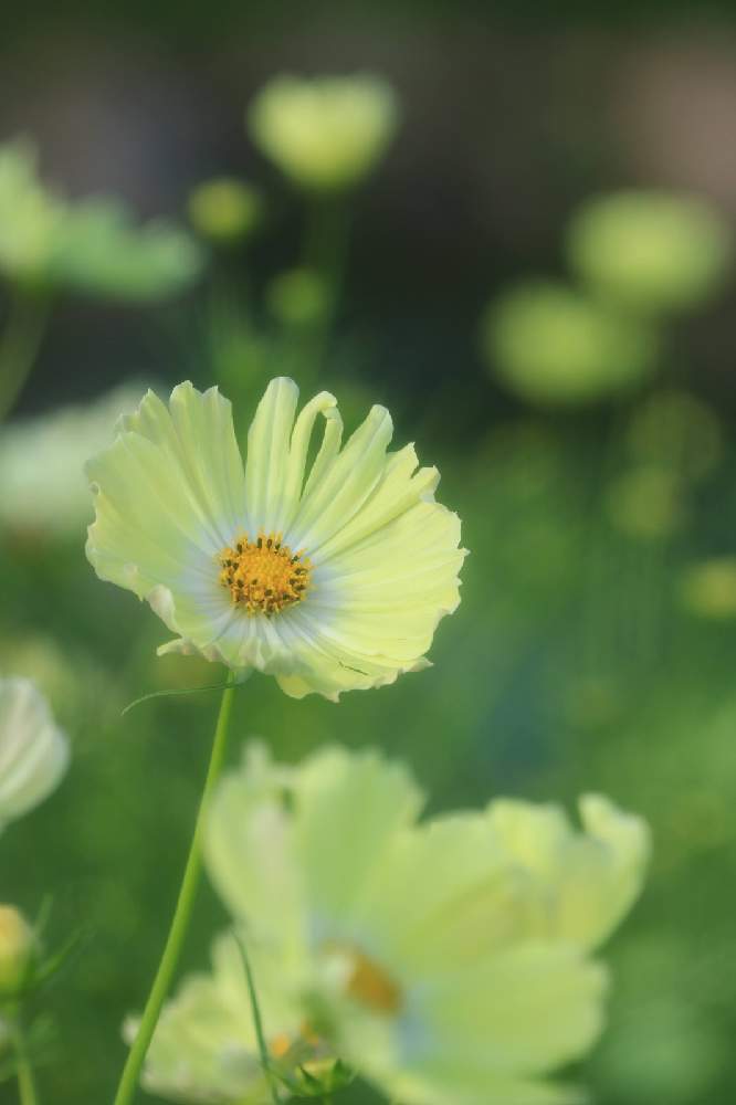 お出かけ先の画像 by ロベカル3さん | お出かけ先とコスモスとハートの形とお花畑 と黄色の花と印象的と国営讃岐まんのう公園