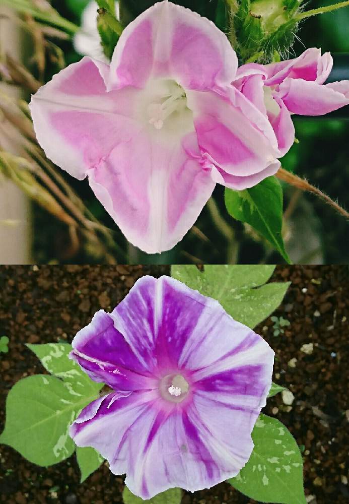 の画像 by なおみ♥さん | 朝顔と朝顔京てまりと狭い庭とおうち園芸と何故色が変わるの?と素敵❤と花のある暮らしとコロナ消えろ‼ビーム‼