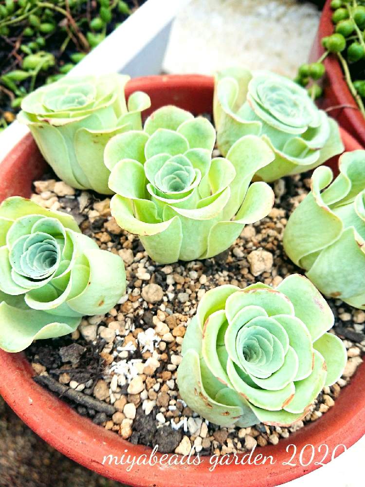 棚の画像 by みやさん | 棚とグリーノビアと多肉植物と多肉の手入れと朝の日課と多肉の管理と韓国苗と初心者の多肉植物と発根管理